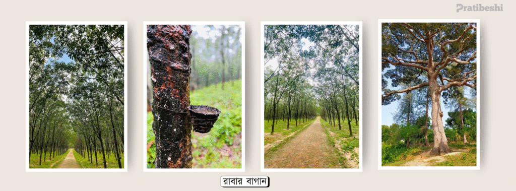 রাবার বাগান